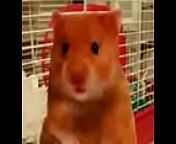 hello there my name is harry the hamster from hamster xcom