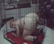 # Violet Coxx FTM Puppy sex from kennel