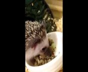 My Hedgehog is Better than your Cat Video from egel vedioglad