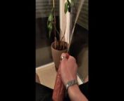 I piss on my plant and everywhere from piss on my dick with her hairy pussy